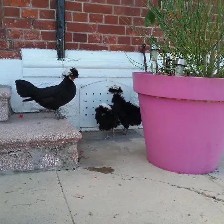 فندق مبيت وإفطار D'hotes 