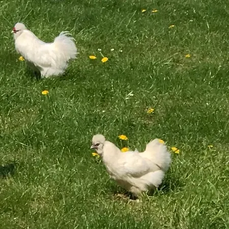 فندق مبيت وإفطار D'hotes 